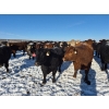 Image 2 : Cloverleaf Cattle Co. - 1250# December Delivery Open Heifers - 350 Head (Elgin, MB)