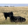 Image 16 : CC Farming Company - 630# October Steer Calves - 160 Head (Cayley, AB)