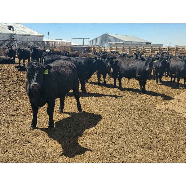 M.S. MacLean Livestock - 1000# May Delivery Steers - 78 Head (Coaldale, AB)