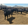 Image 1 : M.S. MacLean Livestock - 1000# May Delivery Steers - 78 Head (Coaldale, AB)