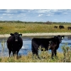 Image 2 : Carhills Land & Cattle/Greg Lausen - 625# November Delivery Steer Calves - 300 Head (Strathmore, AB)
