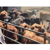 Image 16 : Alan Fridlington - 730# May Delivery Heifers - 162 Head (Kersley, BC)