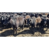 Image 6 : Amber Mountain Farms - 690# May Delivery Heifers - 200 Head (Vauxhall, AB)