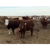 Image 4 : South Ridge Simmentals - 20 Red/Red X 1st Calf Pairs (Picture Butte, AB)