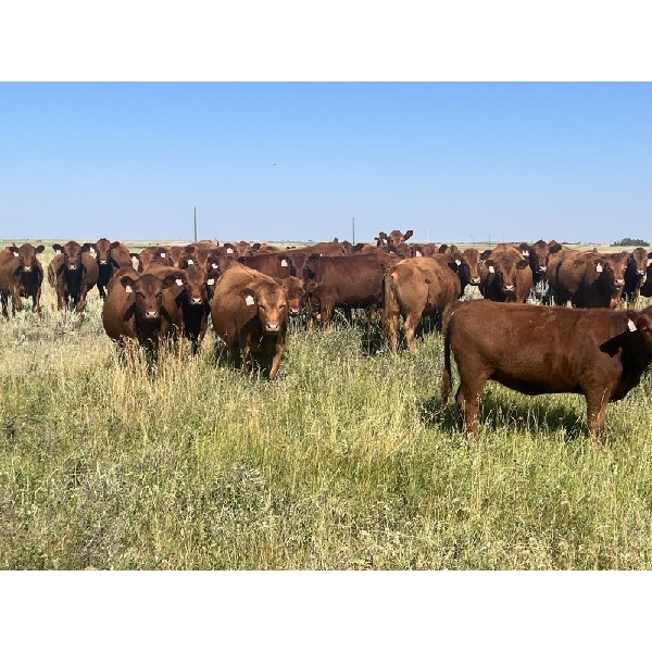 Clay Ridge Farms Inc. - 800# September Grass Heifers - 50 Head (Big Stone, AB)