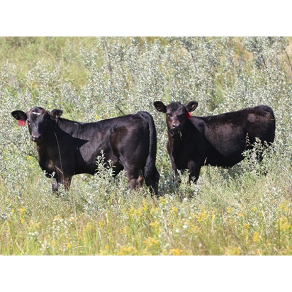 Tica Holdings Ltd. - 575# Nov/Dec Delivery Steer Calves - 105 Head (Radville, SK)