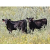 Image 1 : Tica Holdings Ltd. - 575# Nov/Dec Delivery Steer Calves - 105 Head (Radville, SK)