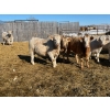 Image 4 : Lee Johnston - 1000# September Delivery Grass Heifers - 240 Head (Welwyn, SK)