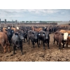Image 2 : Chipping Hill Cattle Co. - 1025# September Yearling Steers - 60 Head (MacGregor, MB)