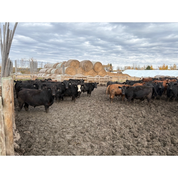 Avos Farms - 930# October Delivery Steers - 124 Head (MacKay, AB)