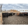 Image 1 : Avos Farms - 930# October Delivery Steers - 124 Head (MacKay, AB)