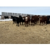 Image 10 : Vee Tee Feeders - 930# May Delivery Steers - 260 Head (Lloydminster, SK)