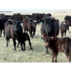 Image 7 : 9X Enterprises - 12 Black/BBF 1st Calf Pairs (Millicent, AB)