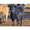 Image 6 : Nathan Allers - 800# March Delivery Heifers - 230 Head (Daysland, AB)