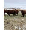 Image 6 : Westwick Ranching - 7 Red 3rd Calvers (Pen 509)