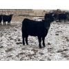 Image 5 : Darrell Goldsmith - 650# March/April Delivery Heifers - 91 Head (Hoosier, SK)