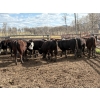Image 5 : Nelson Creek Ranch - 741# May Delivery Heifers - 26 Head (Claresholm, AB)