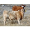 Image 2 : Ugly Head Feeders - 675# November Steer Calves - 75 Head (Killam, AB)
