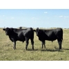 Image 4 : Wyatt & Meg Isaacson - 950# Sept/Oct Delivery Grass Steers - 260 Head (Killdeer, SK)