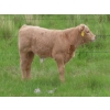 Image 17 : 6 S Feeders Inc. - 580# November Delivery Weaned Steers - 105 Head (Moosomin, SK)