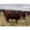 Image 2 : Rafter NZ Ranch - 22 Red X March/April Calving Bred Heifers (Pincher Creek, AB)