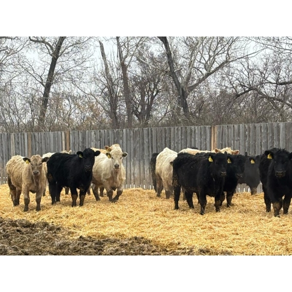 Kleinknecht Cattle Co. - 765# March Delivery Heifers - 68 Head (Manyberries, AB)
