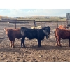 Image 6 : Range 45 Ranch Ltd. - 925# March Delivery Weaned Steers - 200 Head (Dewberry, AB)