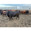Image 7 : Chipping Hill Cattle Co. - 1000# September Delivery Heifers - 244 Head (MacGregor, MB)