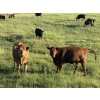 Image 4 : Church Hill Land & Cattle - 15 Red Simm/Angus April/May Calving Bred Heifers (Coderre, SK)