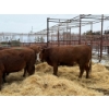 Image 2 : Spruce Ridge Farms - 15 2-3 Year-Old Cows (Pen 406)