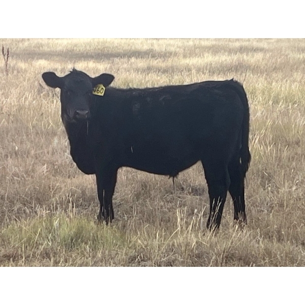 Darrell Goldsmith - 550# October Delivery Steer Calves - 75 Head (Hoosier, SK)