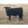 Image 1 : Darrell Goldsmith - 550# October Delivery Steer Calves - 75 Head (Hoosier, SK)
