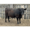 Image 4 : Lake Thelma Farms  - 23 Black Replacement Heifers (Coronation, AB)