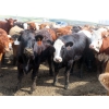 Image 2 : KC Hay & Straw - 985# September Delivery Heifers - 120 Head (Mossbank, SK)