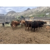 Image 6 : Ted Scott - 21 Cow/Calf Pairs (Kamloops, BC)