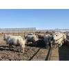 Image 4 : 6U Cattle Company - 980# April Delivery Steers - 65 Head (Manning, AB) VBP+