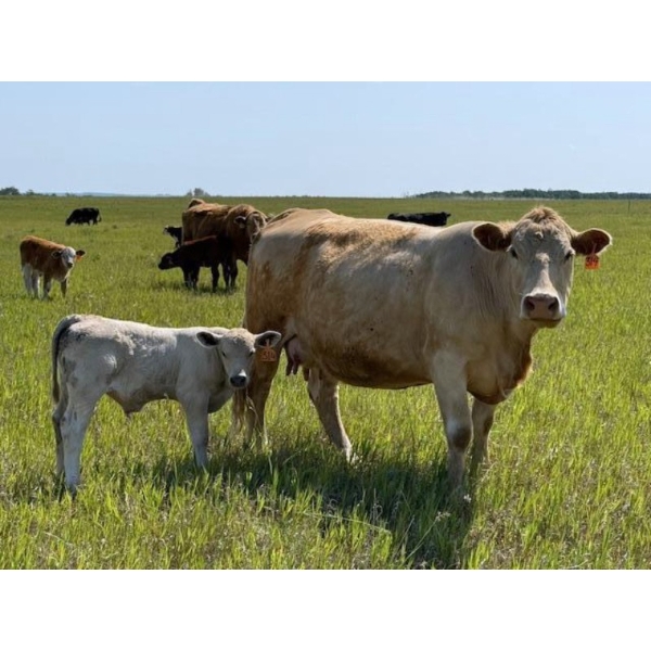 Lee Johnston - 35 Char/Char X Cow/Calf Pairs (Welwyn, SK)