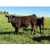 Image 9 : Bar 27 Stock Farm - 625# September Delivery Steer Calves - 50 Head (Spruce View, AB) VBP+