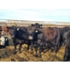 Image 2 : Rolling N Ranches (Nolan Osadczuk) - 6 Black Cows (Pen 639-637)