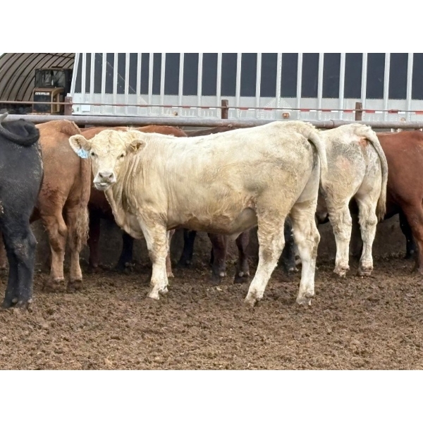 Brandt Boys Inc. - 1000# August Delivery Steers - 62 Head (Tolstoi, MB)
