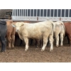 Image 1 : Brandt Boys Inc. - 1000# August Delivery Steers - 62 Head (Tolstoi, MB)