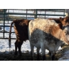 Image 2 : Barbeejay Supplies Ltd. - 3 Mature Cows (Pen 518)
