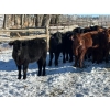 Image 4 : Lazy J Cattle Co. - 900# October Delivery Grass Steers - 120 Head (Cochrane, AB)