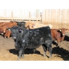 Image 4 : Lazy S Over U Cattle Co. - 1010# February Delivery Steers - 155 Head (Iron Springs, AB)