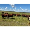 Image 3 : Logan Marr - 1050# September Delivery Grass Steers - 175 Head (Marwayne, AB)