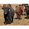Image 4 : Hegedys Ranching - 1000# May Delivery Steers - 140 Head (Acme, AB)