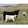 Image 7 : Thompson Colony - 475# October Delivery Heifer Calves - 110 Head (Fort Macleod, AB)