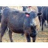 Image 10 : PSV Farms Ltd. - 840# June Delivery Heifers - 74 Head (Enchant, AB)