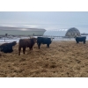 Image 2 : 3 Bar Land & Cattle - 700# May Delivery Heifers - 85 Head (Ste. Rose, MB)