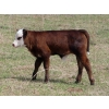 Image 9 : Lamb Cattle Company - 525# October Delivery Steer Calves - 230 Head (Hanley, SK)